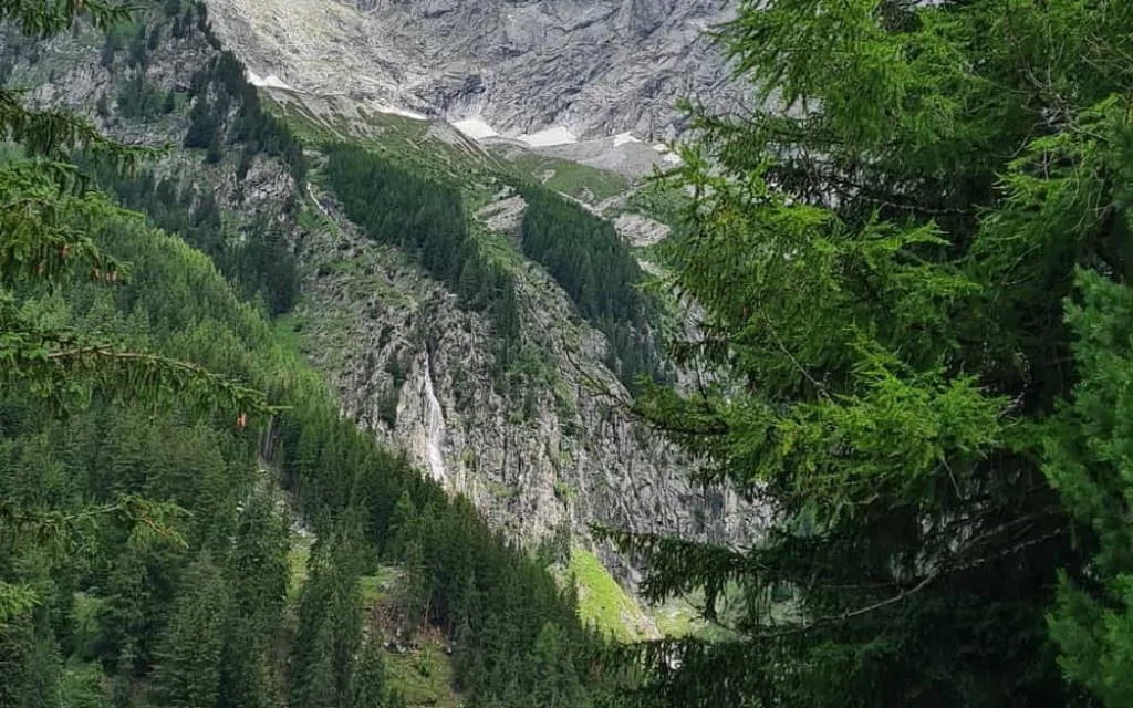 Vista panoramica su pareti rocciose e boschi di conifere tra i rami degli alberi